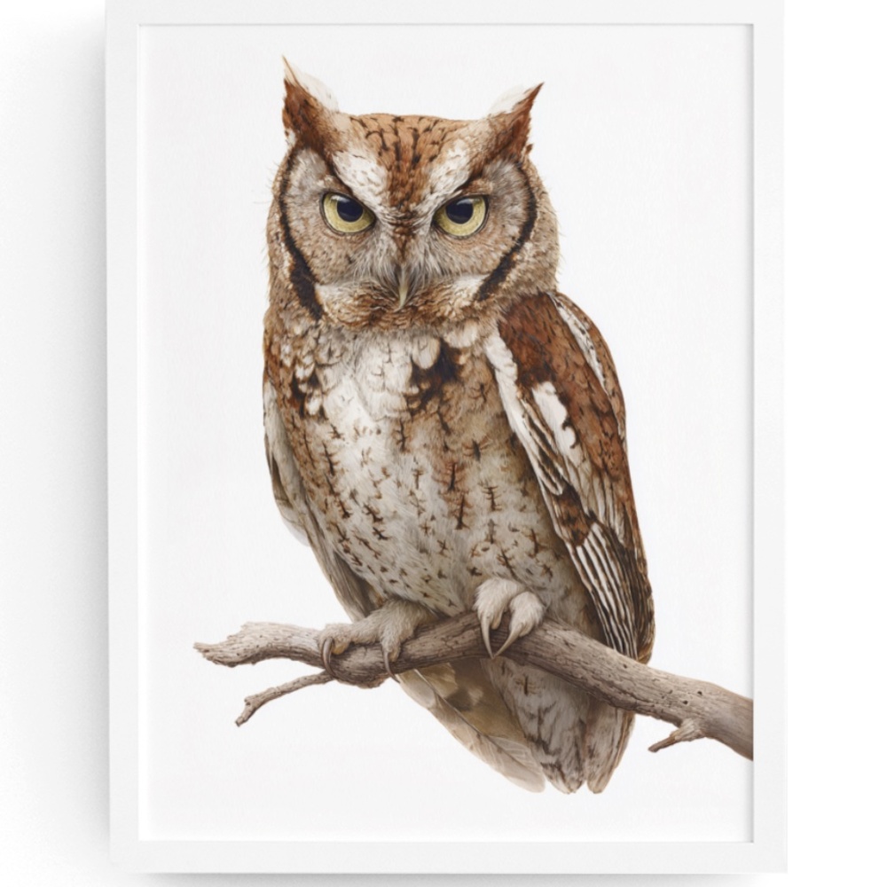 Watercolor Eastern Screech Owl Portrait Wall Art Print Poster, Unframed